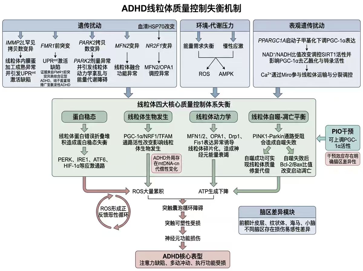ADHD mitochondrial mechanism